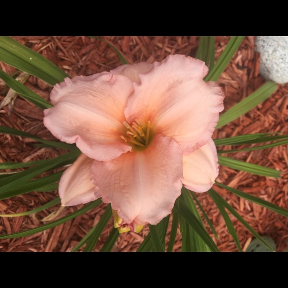 Meet your Posher, Jade - Picture 1 of 1